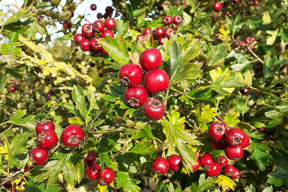 Crategus schraderiana berries and foliage
